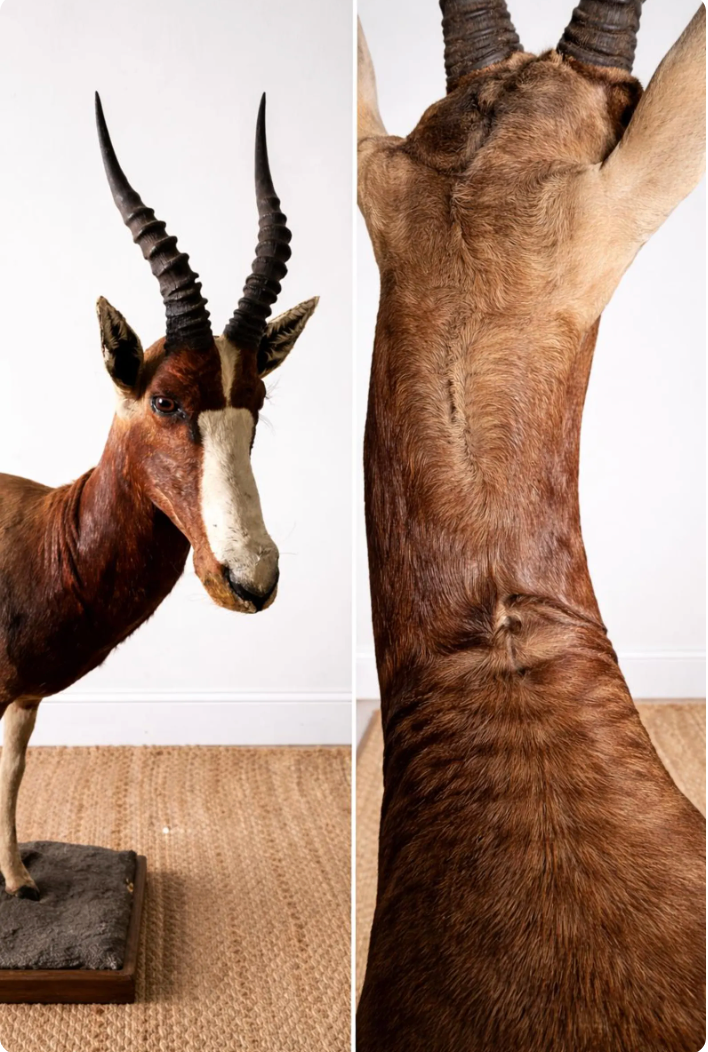 Full-Body Mounted African Blesbok on Custom Base