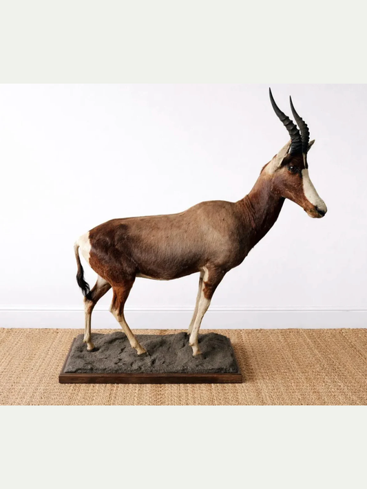 Taxidermy of a brown antelope on a white background