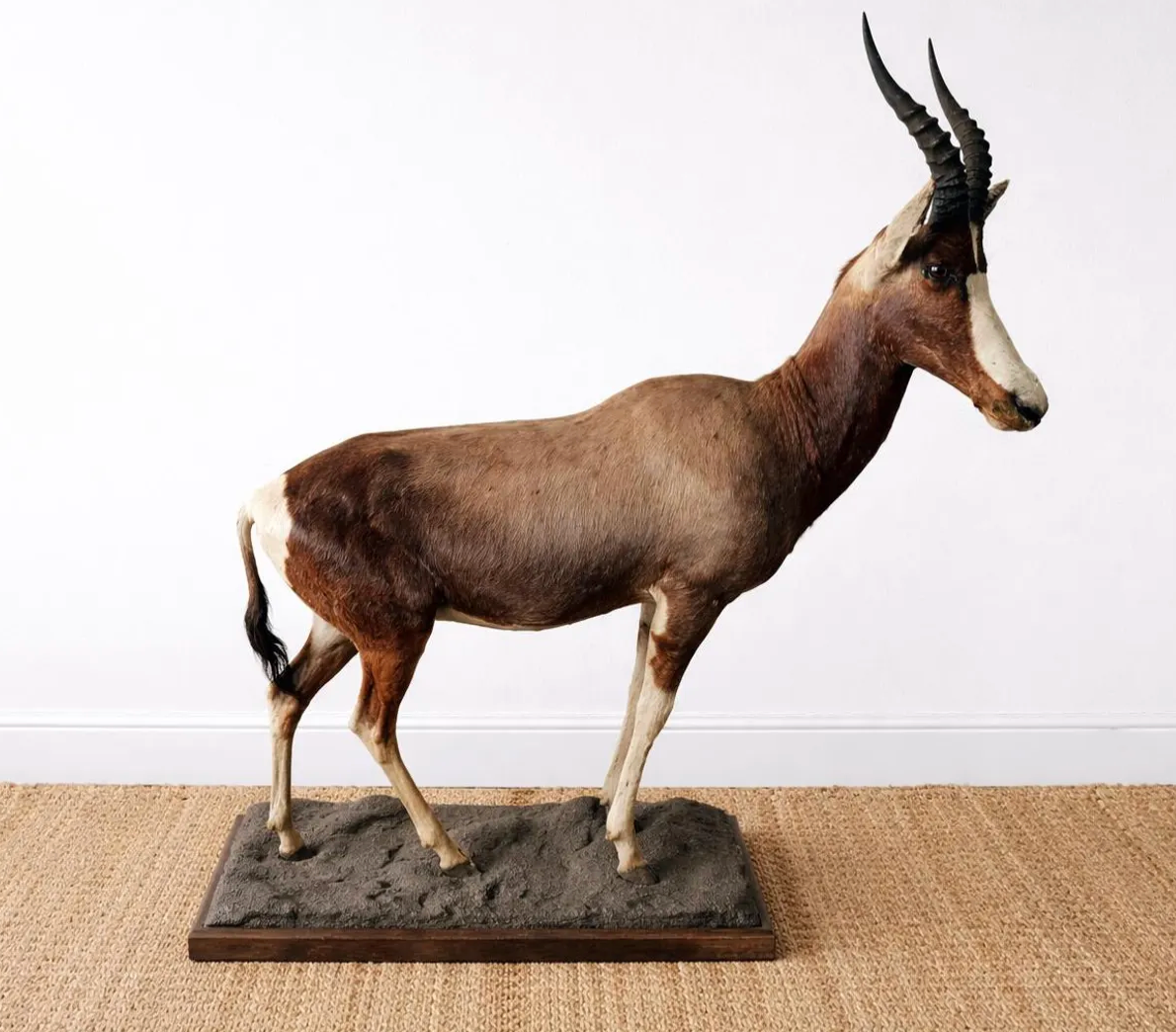 Full-Body Mounted African Blesbok on Custom Base