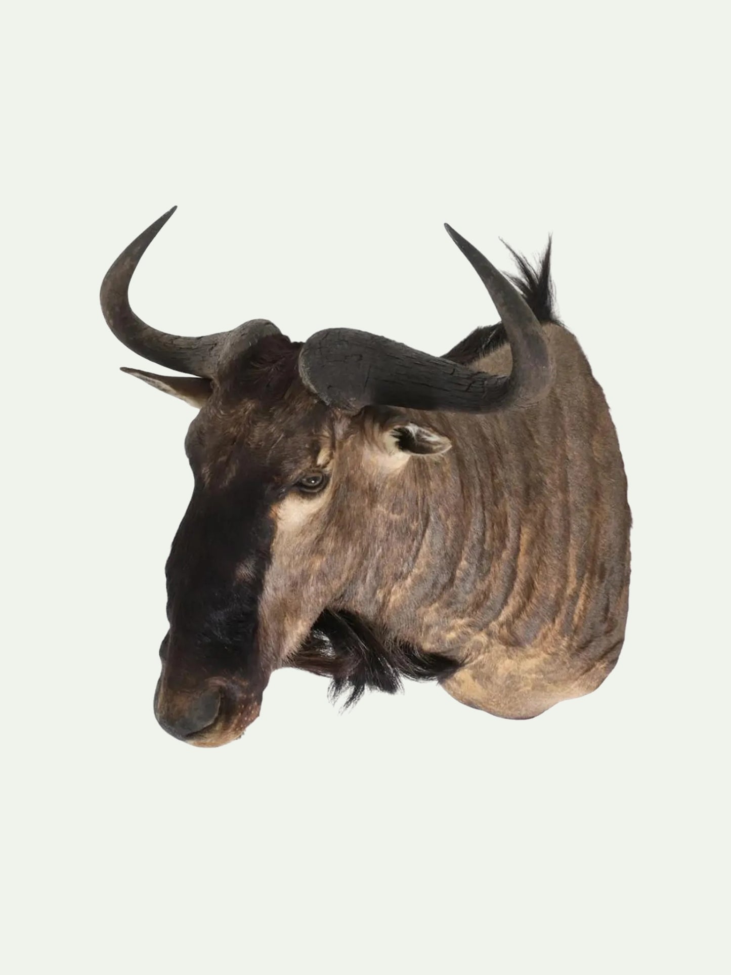 A taxidermy mount of a wildebeest or blue wildebeest head with curved horns, shown against a plain off-white background.