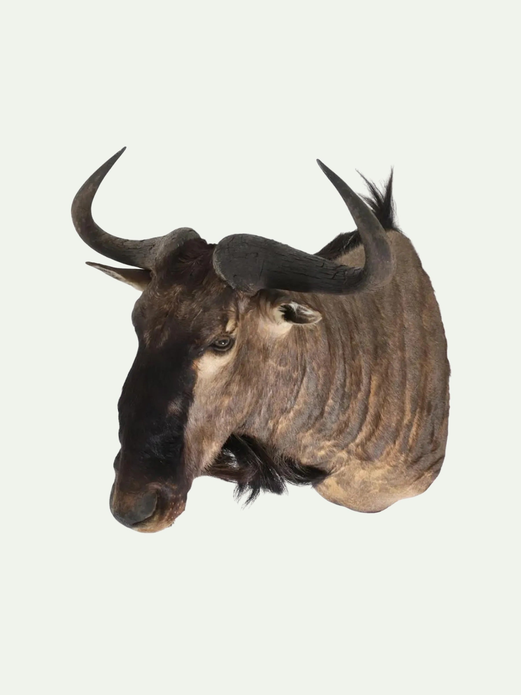 A taxidermy mount of a wildebeest or blue wildebeest head with curved horns, shown against a plain off-white background.