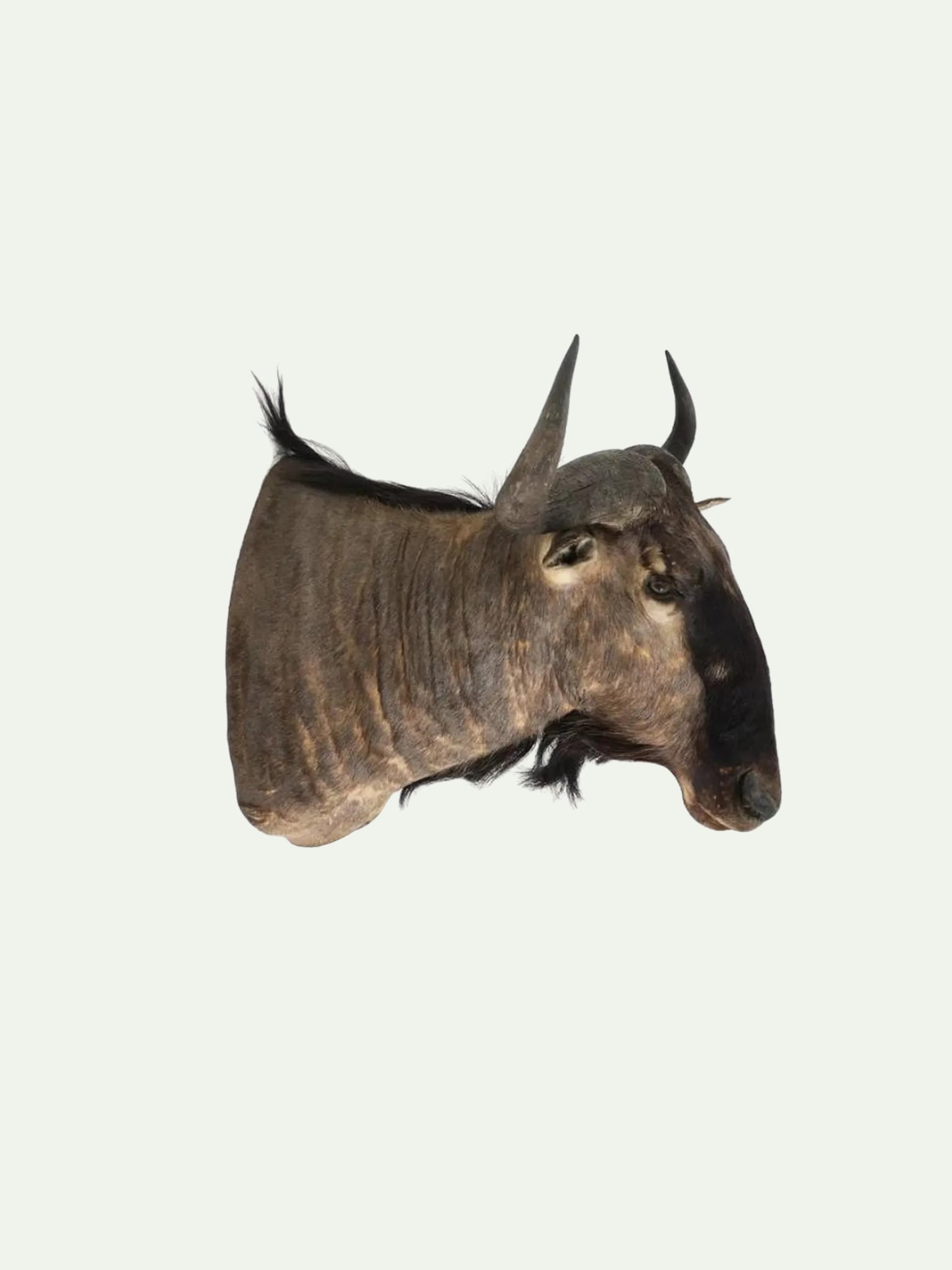 A taxidermy mount of a wildebeest or bison head with curved horns, shown in profile against a solid off-white background.