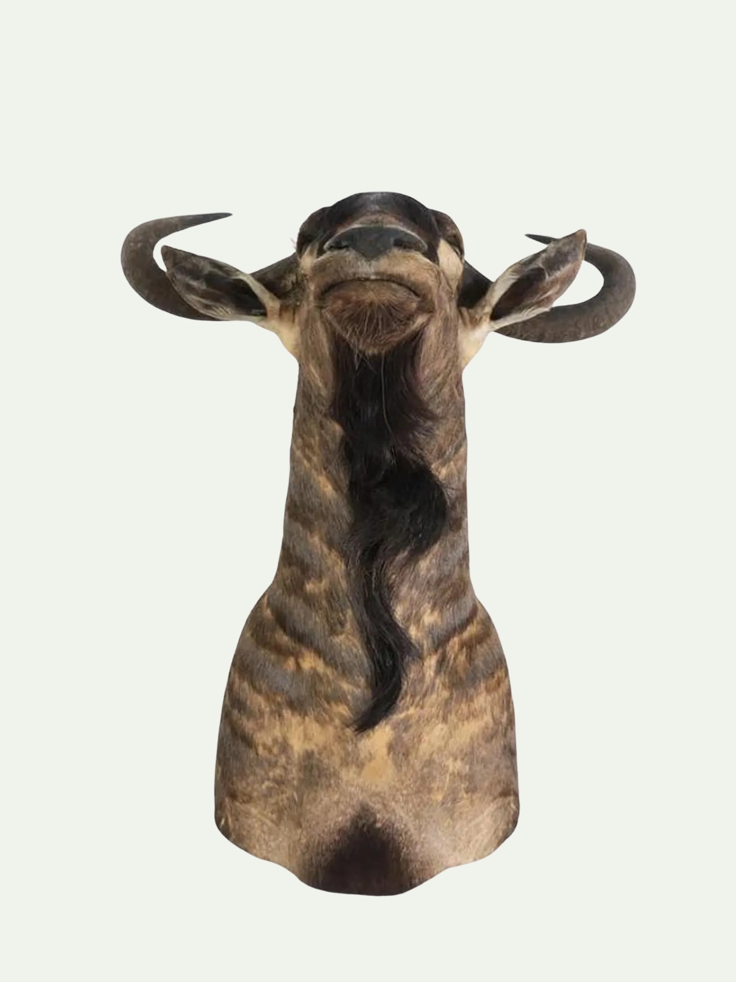 A taxidermy horned antelope or wildebeest head mount, shown from the front against a plain off-white background.