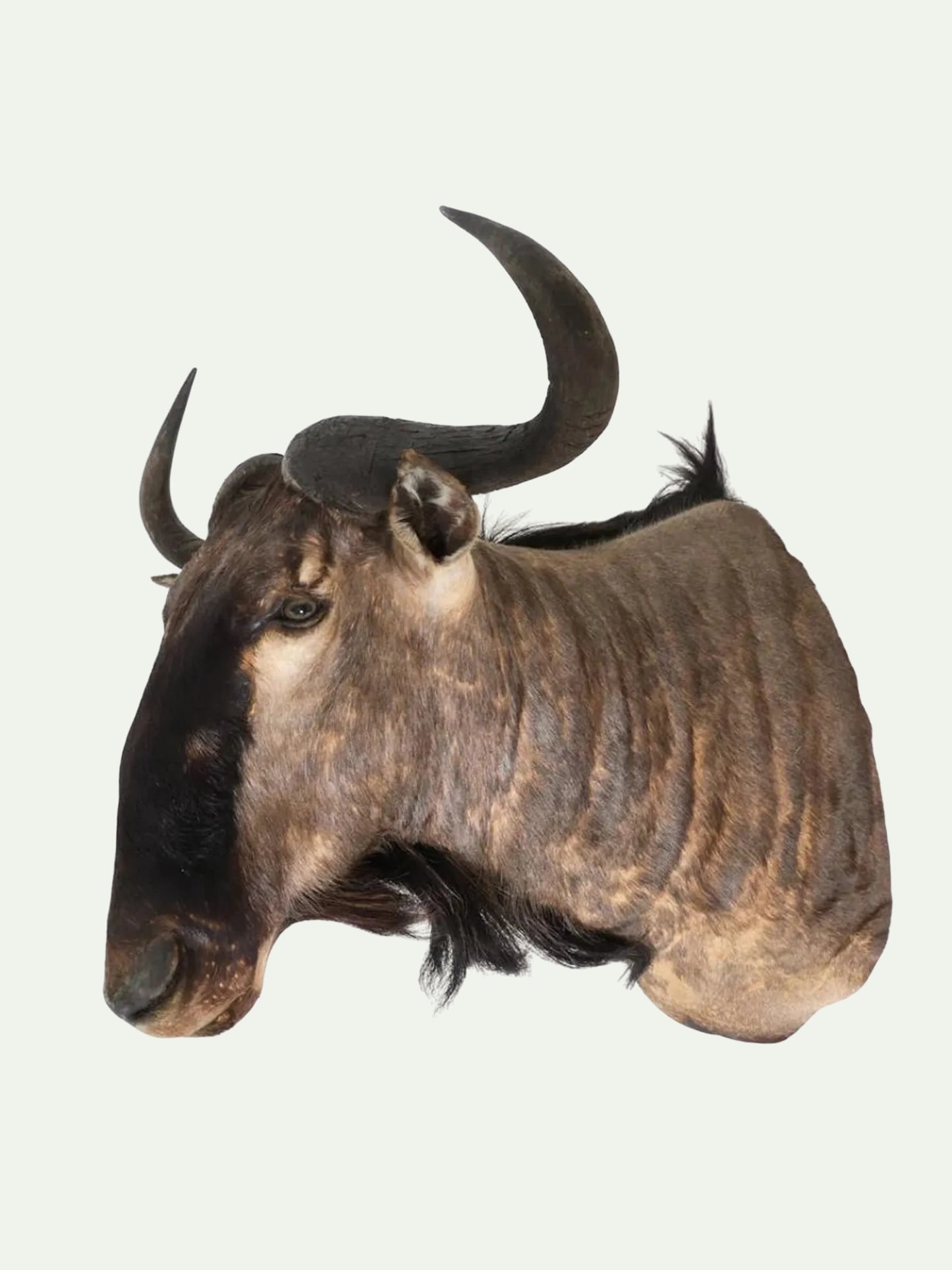 A taxidermy mount of a wildebeest or bison head with curved horns, shown against a plain off-white background.