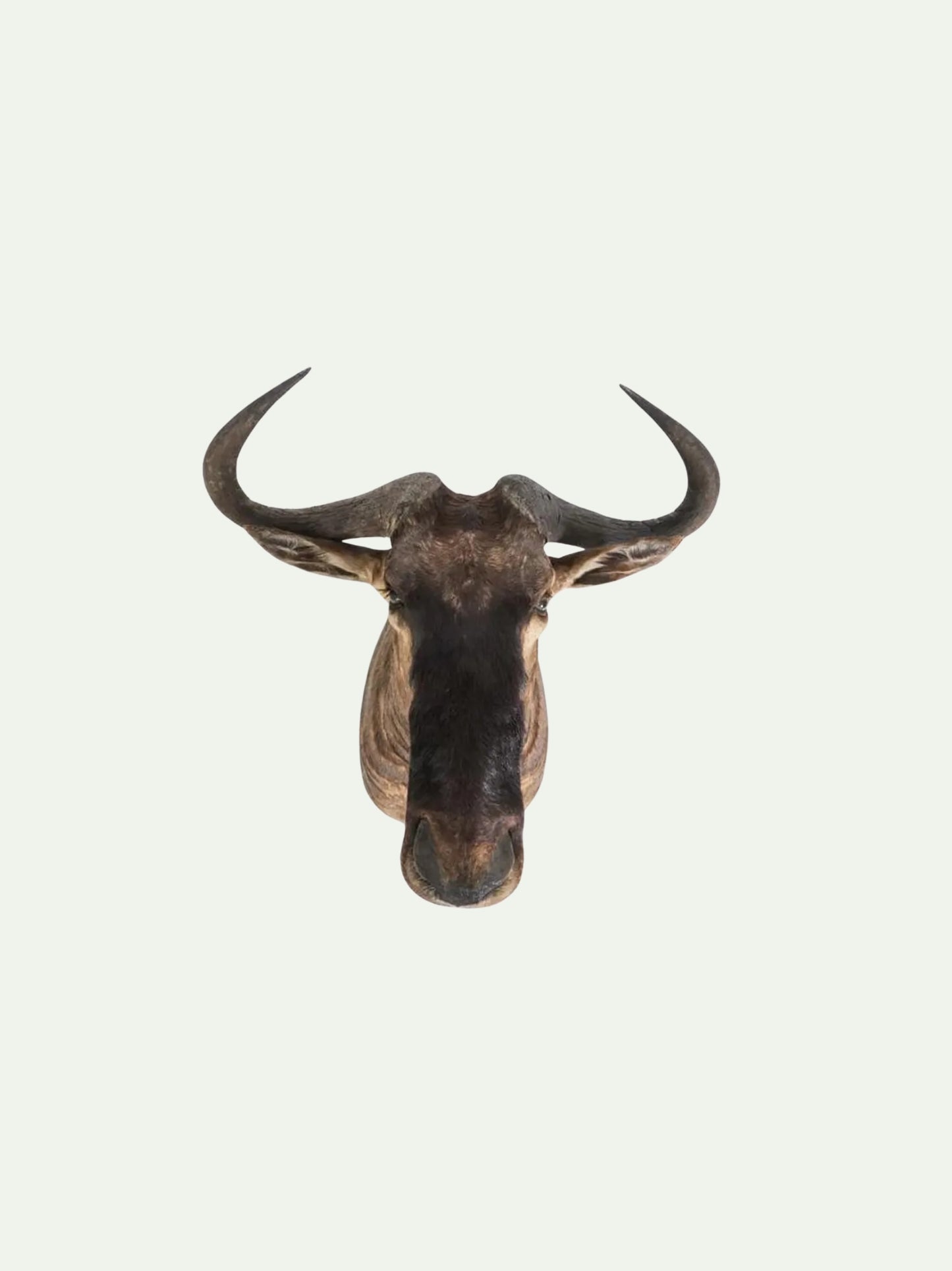 A taxidermy mount of a wildebeest or antelope animal head with curved horns, displayed against a solid off-white background.