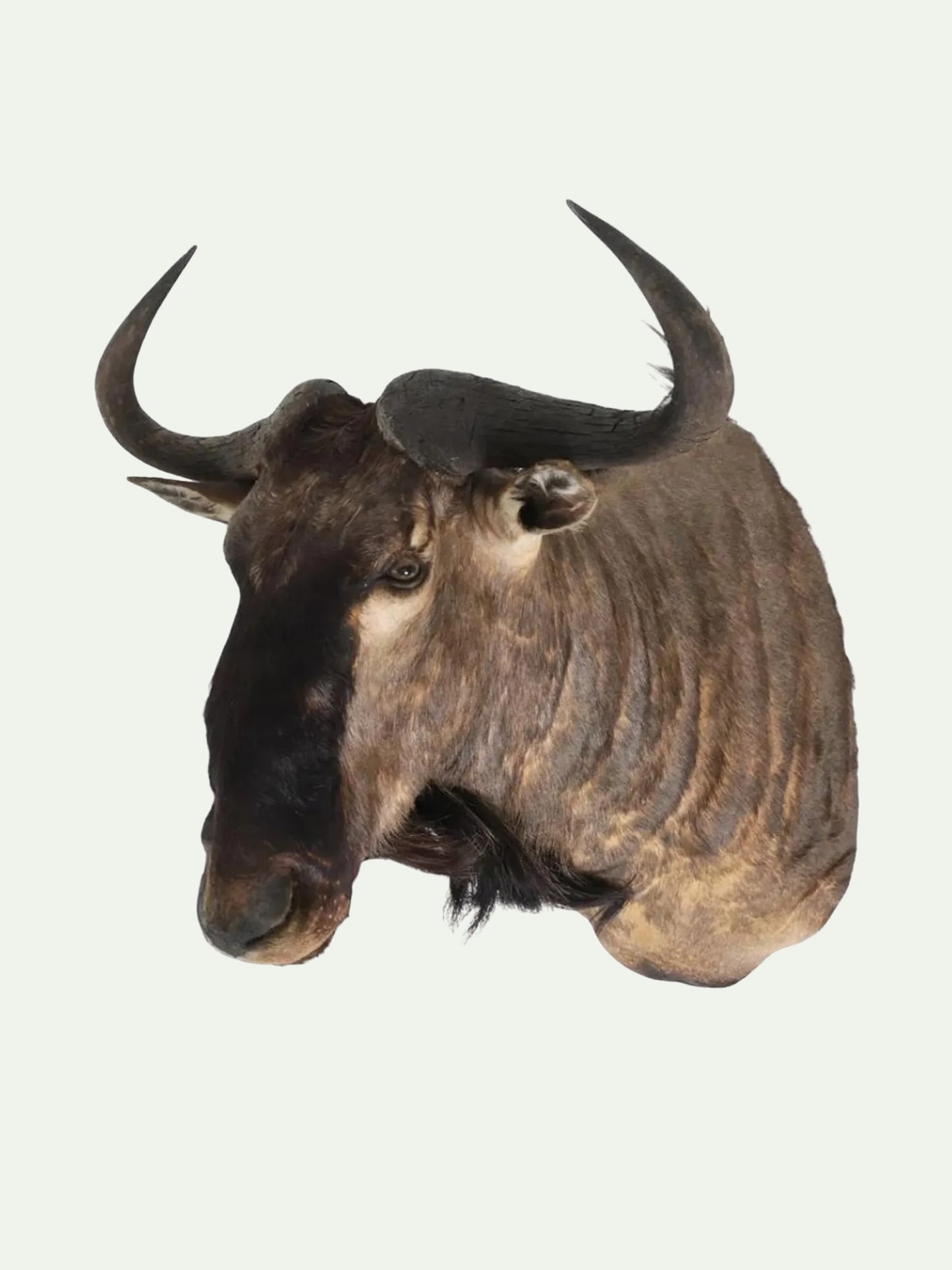 A taxidermy mount of a wildebeest or blue wildebeest head with curved horns, shown against a plain off-white background.