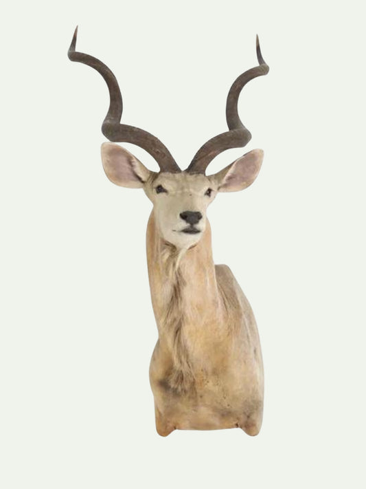 Monumnetal Greater Kudu Shoulder Mount