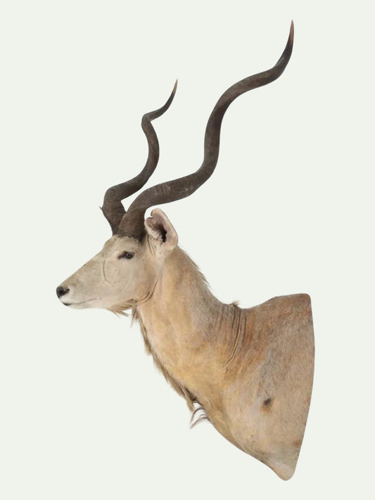Monumnetal Greater Kudu Shoulder Mount