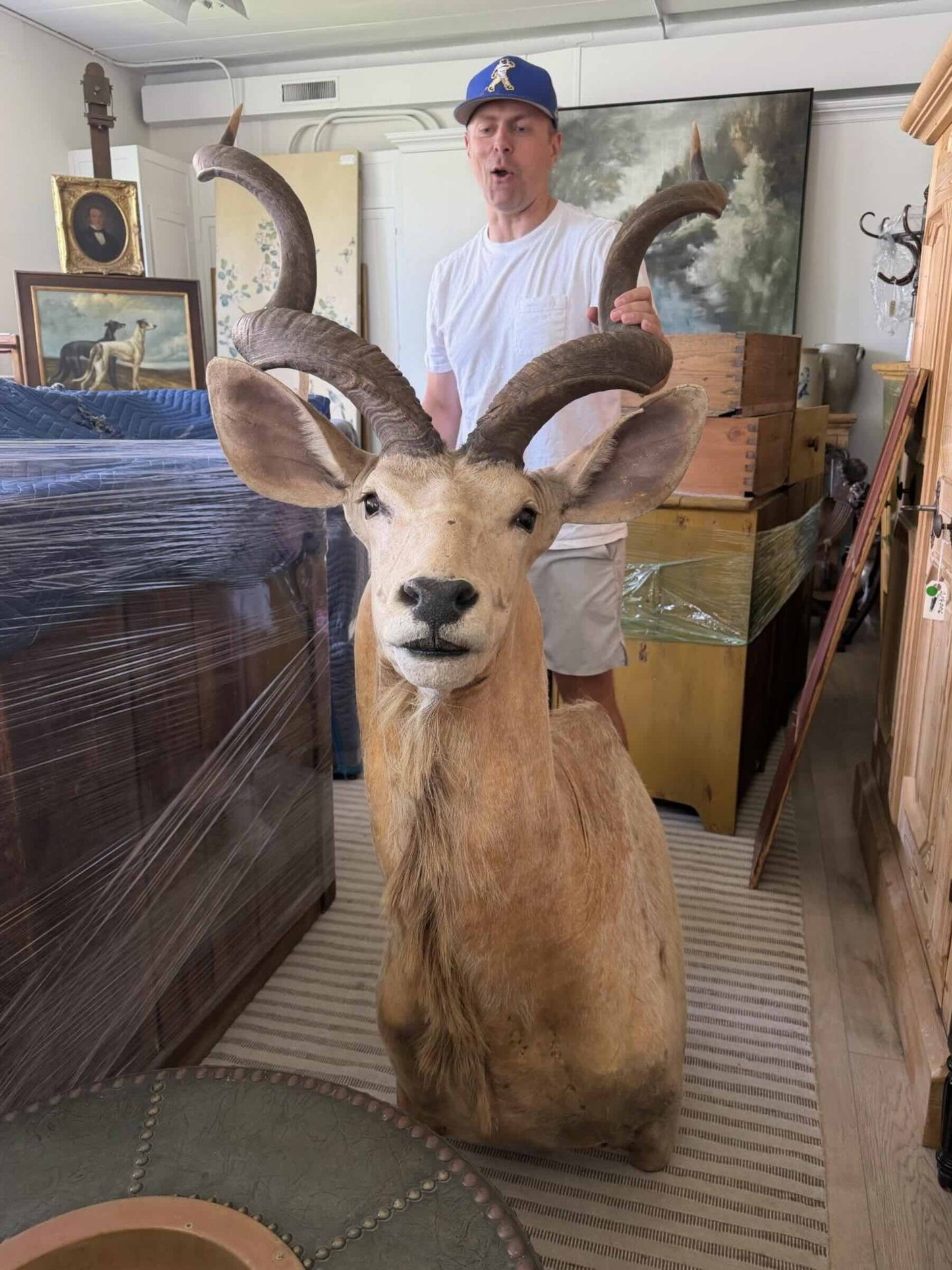 Monumnetal Greater Kudu Shoulder Mount