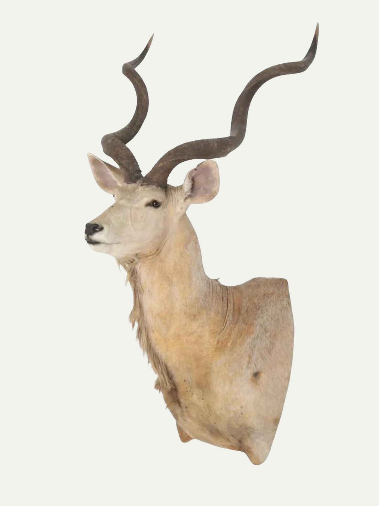 Monumnetal Greater Kudu Shoulder Mount